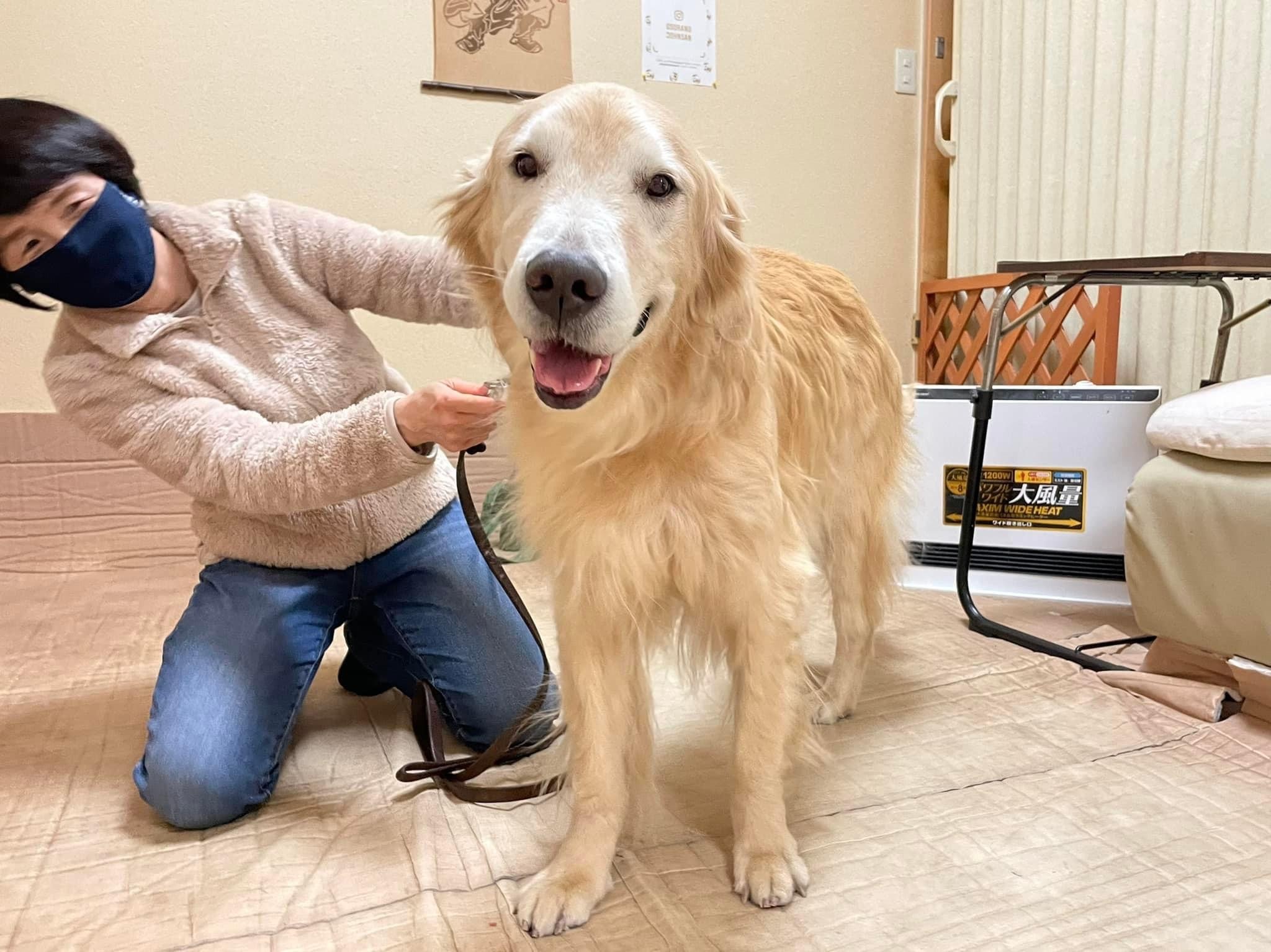 犬の整体マッサージ教室に参加された愛犬さん