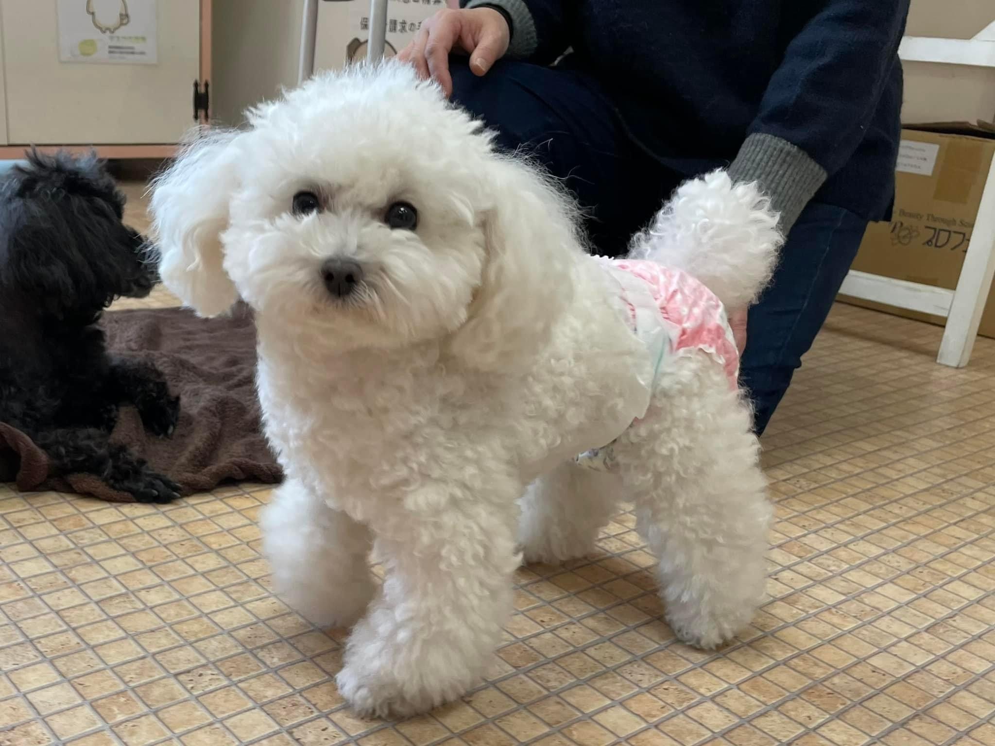 神奈川開催犬の整体マッサージセミナーに参加された愛犬さん