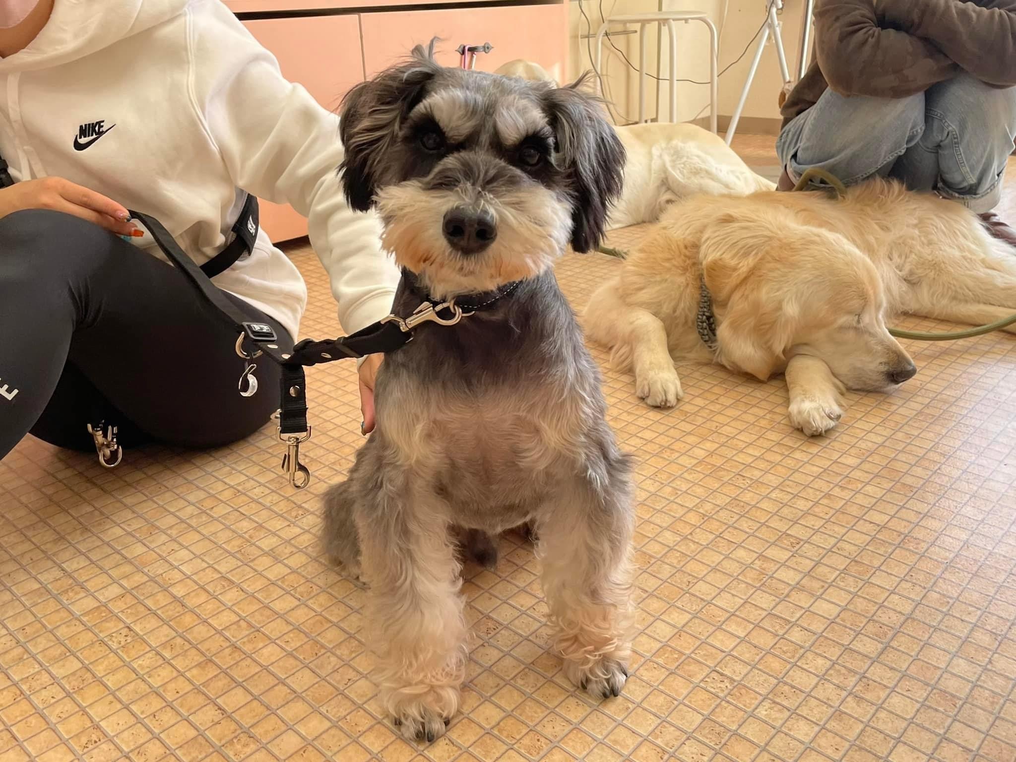神奈川開催犬の整体マッサージセミナーに参加された愛犬さん<br>