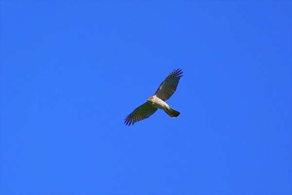DSC00634_filtered_R.jpg