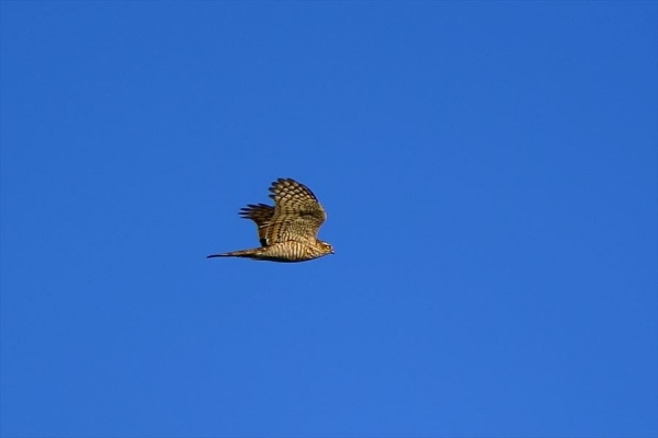 DSC02523_filtered_R.jpg