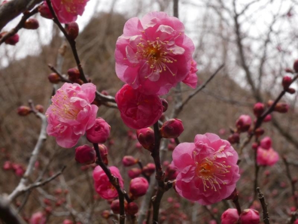早咲きのピンクの梅　1月下旬