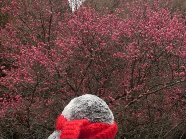 早咲きのピンクの梅　いっぱい咲いてる～