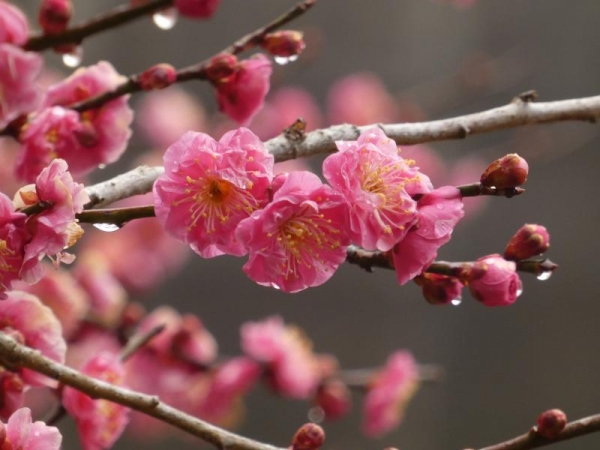 早咲きのピンクの梅　2月下旬