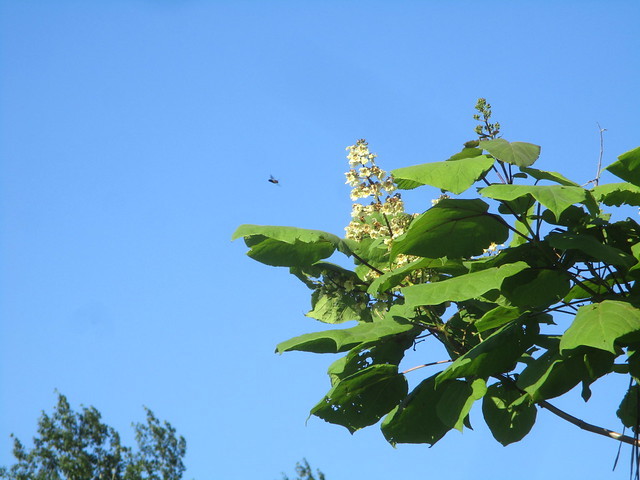 50132064916_44aa9683ea_z.jpg