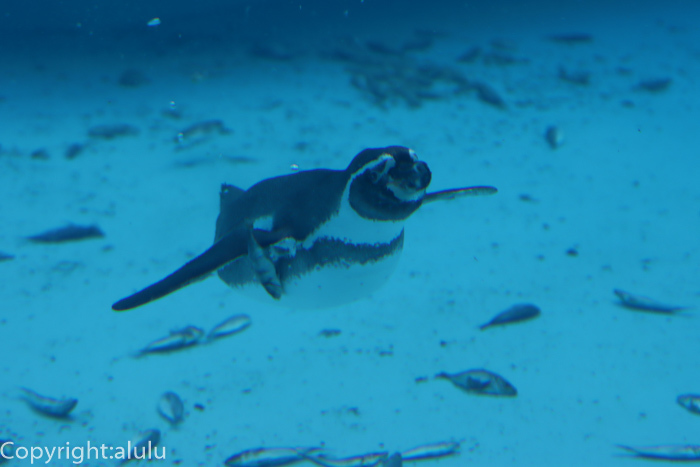 フンボルトペンギン　泳ぐ